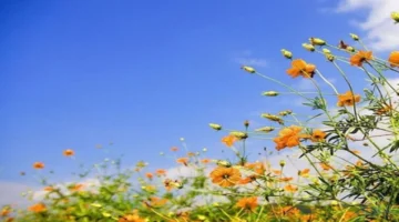 طقس متقلب.. رياح دافئة ترفع درجات الحرارة مع ظهور سحب غائمة جزئيًا اليوم